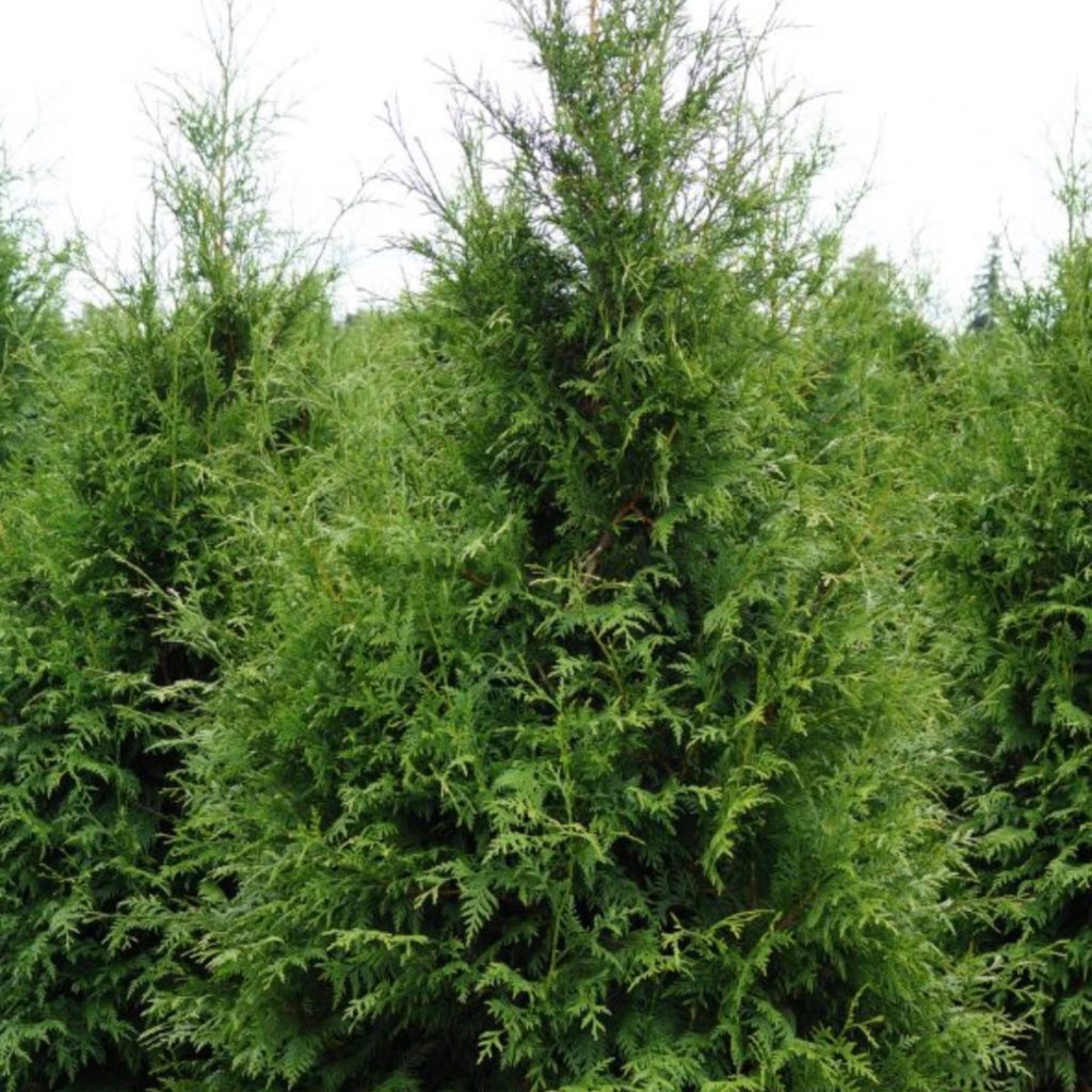 Arborvitae - Excelsa (Thuja plicata) - 202 Tree Center