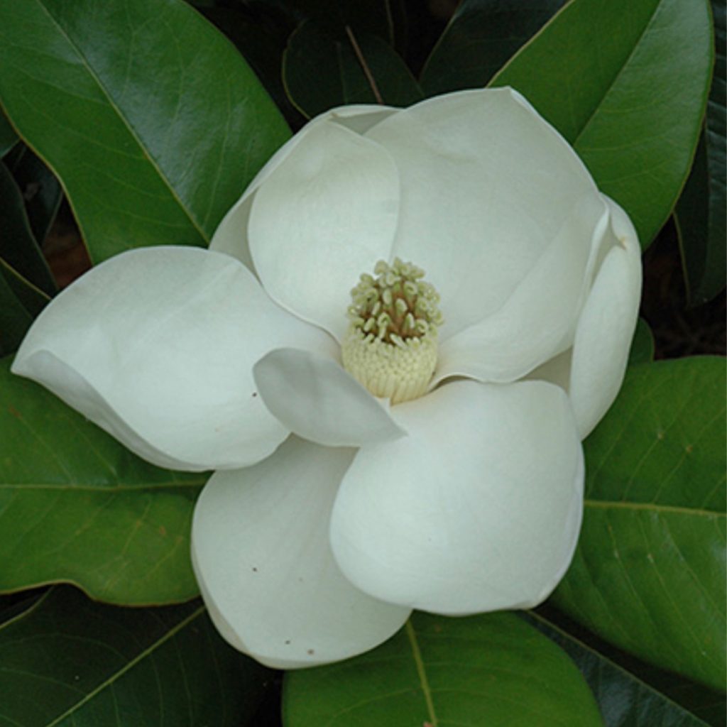 Southern Magnolia - Edith Bogue - 202 Tree Center