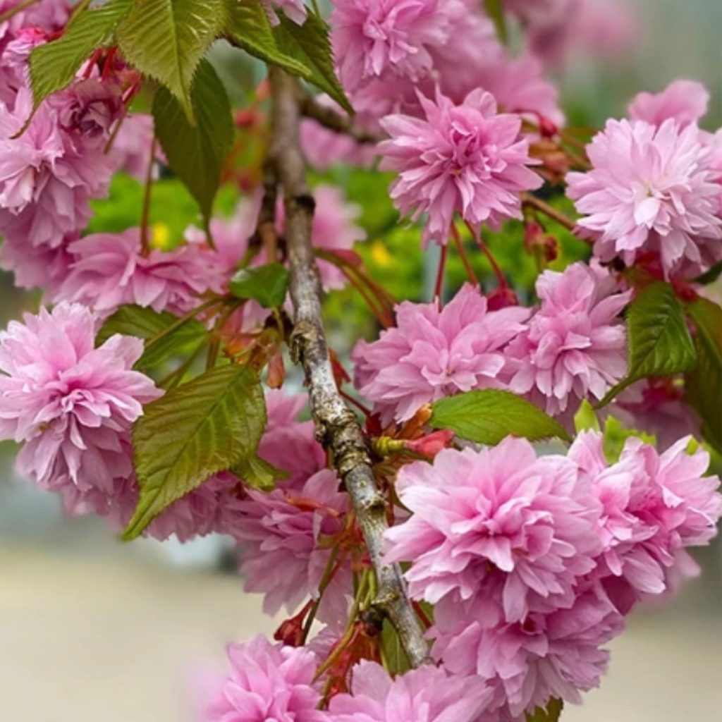 Cherry - Weeping ‘Pink Cascade’ - 202 Tree Center