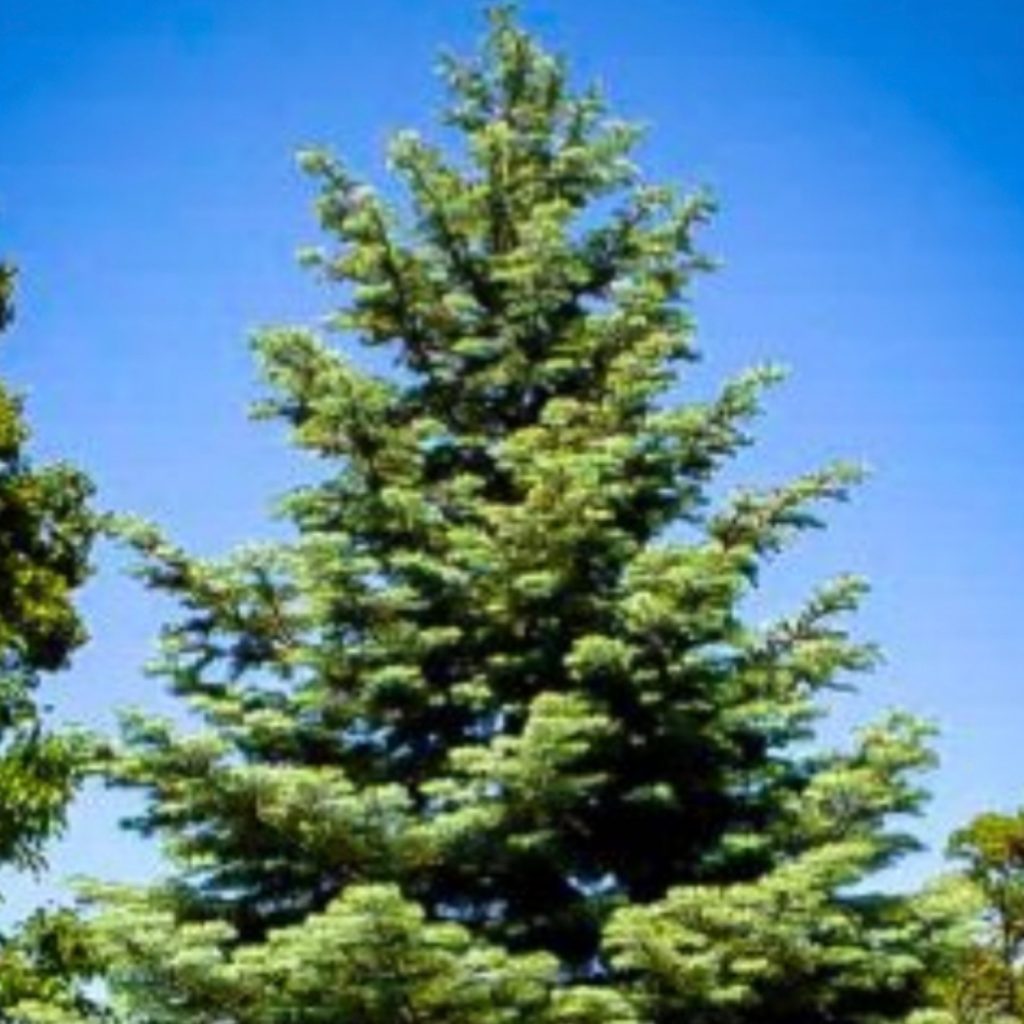 Concolor Christmas Tree - 202 Tree Center