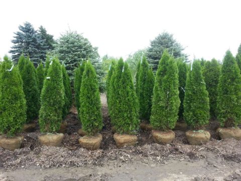 Arborvitae - Emerald Green Arborvitae (Thuja occidentalis) - 202 Tree ...